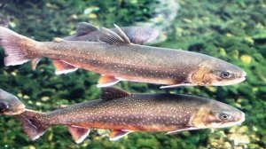 Арктический голец в Реальной рыбалке 2