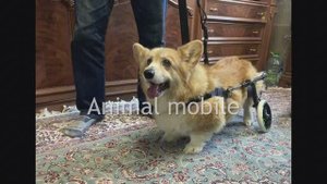 Подхват-водилка Animal mobile