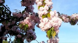 Семья из Мариуполя ПЛОЩАДЬ СВОБОДЫ ОБОЛДЕННЫЙ ФОНТАНЦЕНЫ В МАРИУПОЛЕ#мариупольсегодня