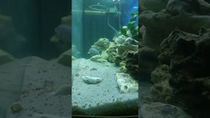 Аквариум 288 литров цихлиды мбуна