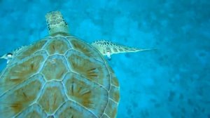 Swimming with Hawksbill Turtles in Barbados