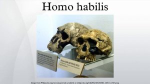 Homo habilis