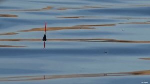 РЫБАЛКА В ДЕКАБРЕ, НА УДОЧКУ В КАМЫШАХ