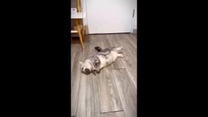 Смешные питомцы #72