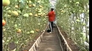 8  Выращивание томатов  Технология изобилия урожая по методу Миттлайдера)