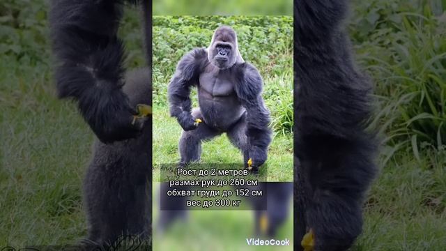 самая большая обезьяна в мире