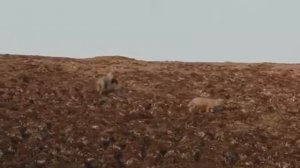 ВОЛКЫ_ДИКАЯ ПРИРОДА