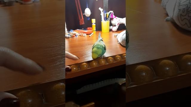 Семья из Мариуполя. Попугай и уроки#мариупольсегодня