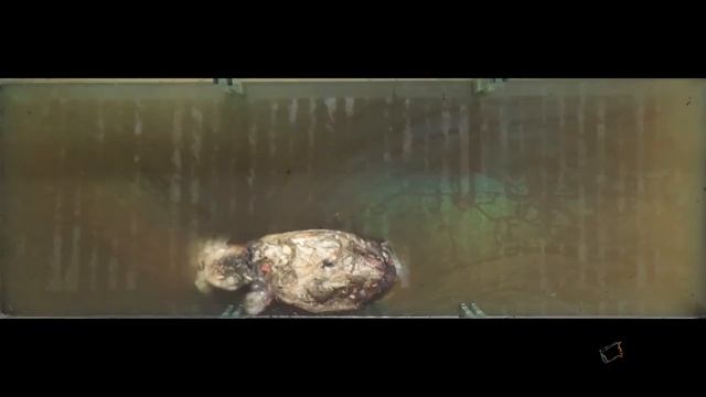 Taphonomy aka How Are Fossils Formed