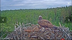 Скопа кормит птенцов