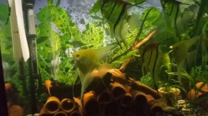 Скалярии Манакапуру и Дантум альбино