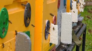 Мёд с акации 2024!? а начиналось всё нормально.....