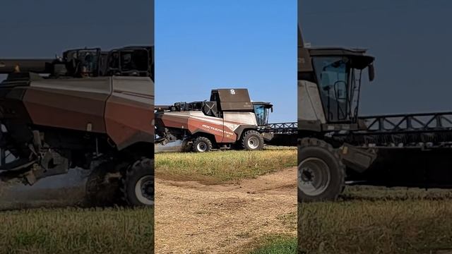 A combine harvests crops in a field