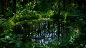 Дети привезли 80-летнюю мать в дом престарелых. Но едва она ступила на порог, случилось невероятное