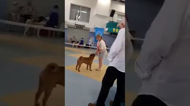 2хFCI-СACIB, г.Полтава 2-3 июля 2016 смотреть онлайн