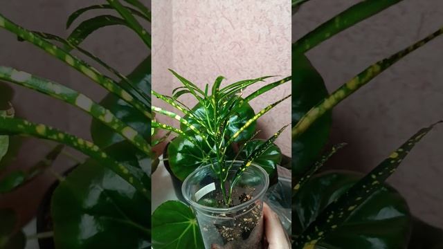 Бегония Фиста вымахала 🍀 Немножко новинок 🌿 #лайфхак #советскиесорта