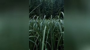 Играл Шопен. С небес лилась вода.