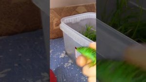 Как ухаживать за ящерицами