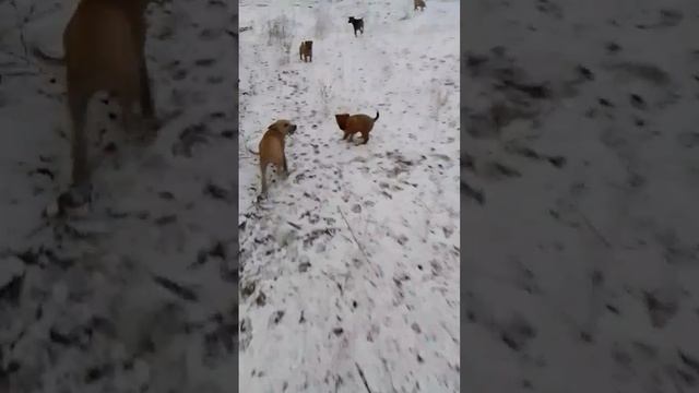 Малыши живут на улице, в посадке