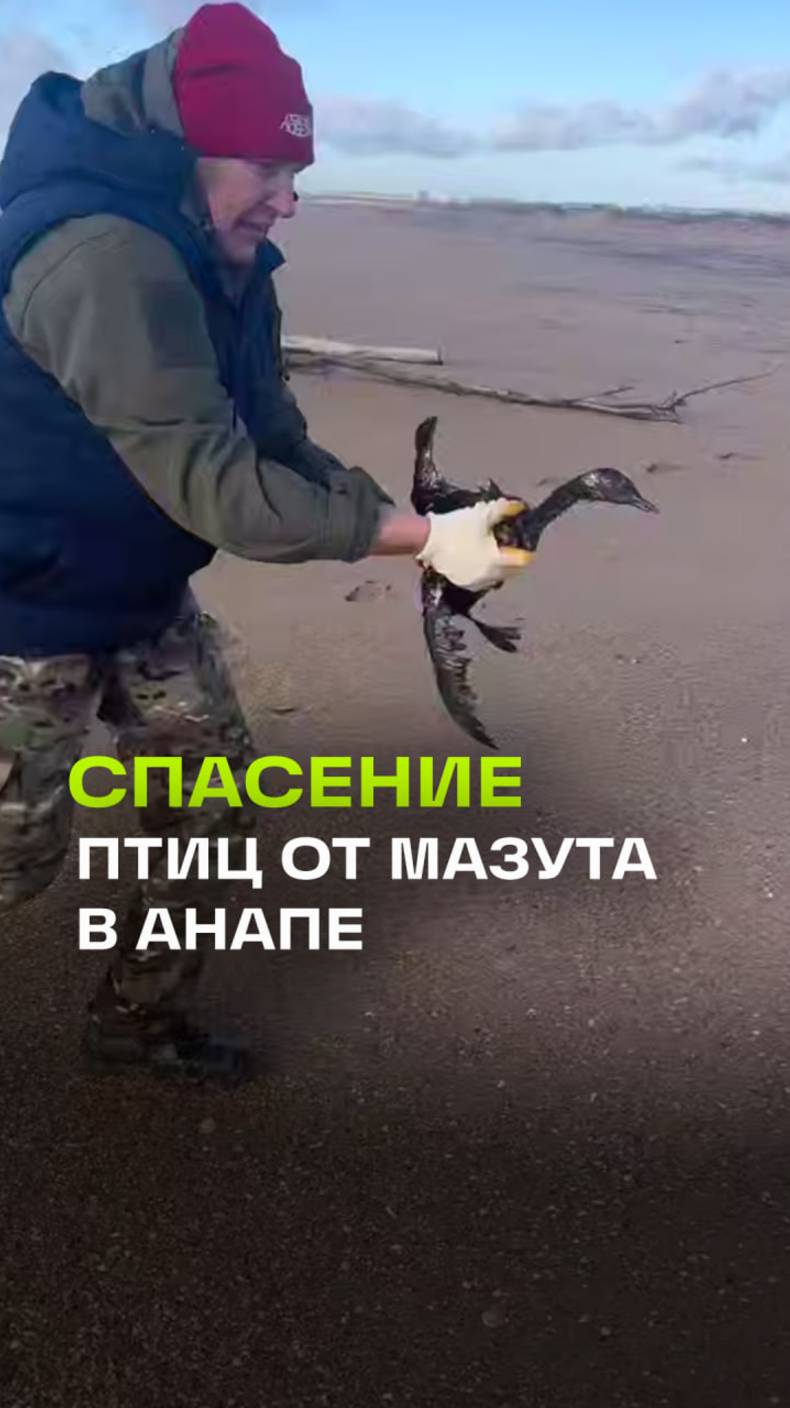 Спасение наших братьев меньших: в Анапе волонтеры ищут птиц, пострадавших от мазута