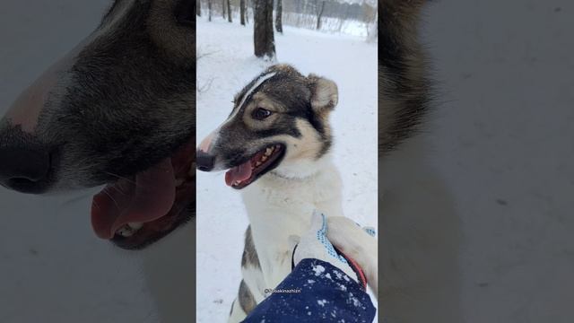 Малышка Сильвия ищет дом