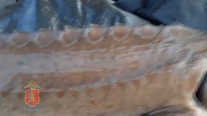 Незаконный вылов осетровых на Таймыре