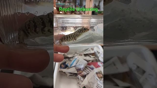 Reptile Unboxing Special Customer Order