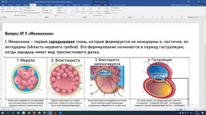 ТЕОРИЯ. Вопрос № 9. "Мезенхима"