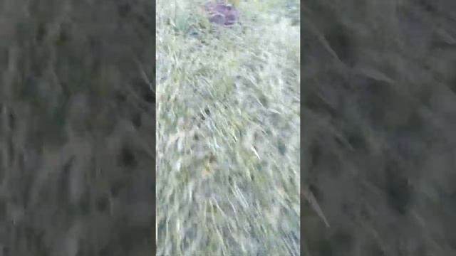 Помощь фермерам, в борьбе с мышами на полях.