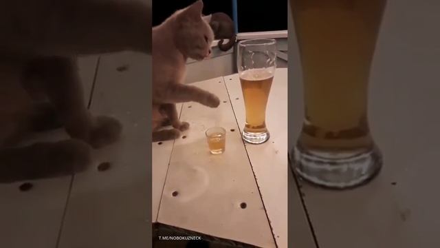 алкозависимый котейка. 🐱 #shorts