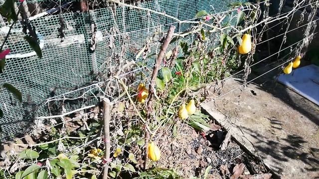 Тыква декоративная грушевидная смотреть онлайн