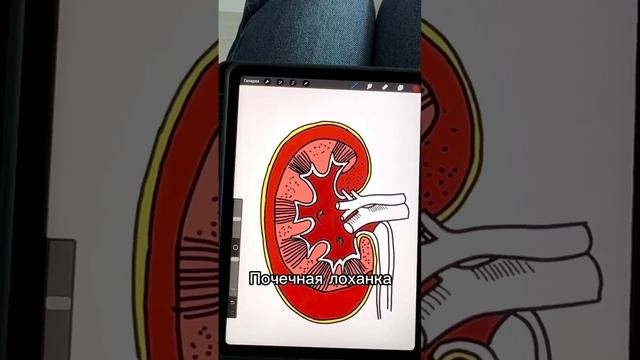 Строение почки за 30 секунд #биология #егэ #егэ2024 #биологияегэ #анатомия #почка
