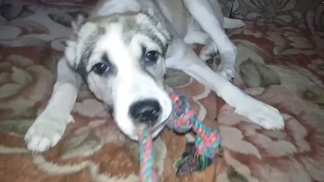 Играю со своей собакой Шерри щенок Алабая. смотреть онлайн