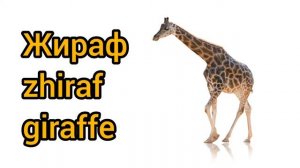 Как произносится жираф по-русски
