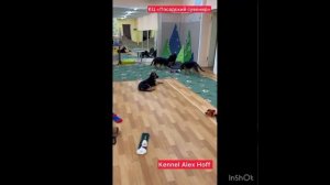 щенки немецкой овчарки.mp4