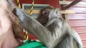 ASMR Monkey Bugs Bullock No Rooster