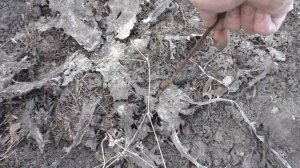 Как мои артишоки перенесли зиму