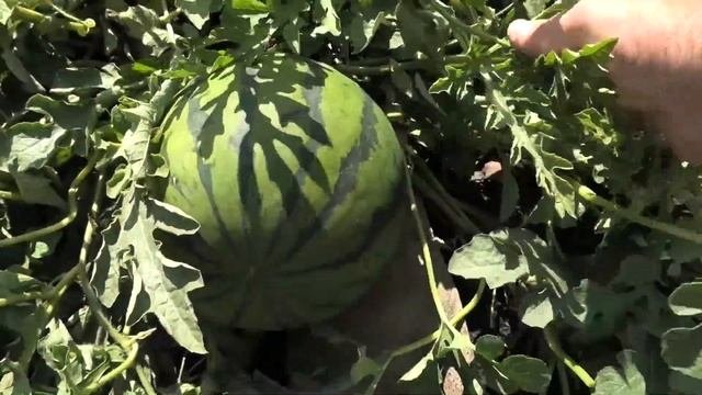 Как выращиваю арбузы в теплице