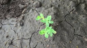 Как я вырастил зверобой продырявленный из семян