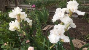 Ирис бородатый MY BELOVED