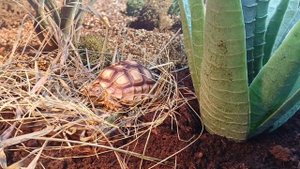 Шпороносная черепаха (сульката), кормление, содержание и выращивание. Geochelone sulcata