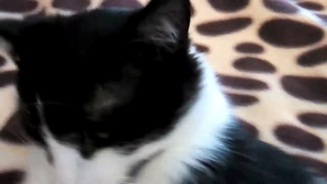 Мой кот Ягуар смотреть онлайн