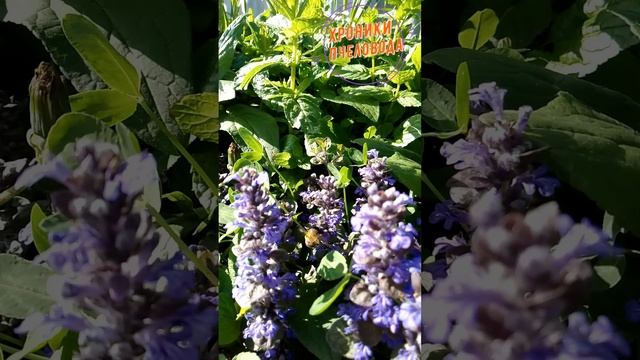 Шмель и Цветы