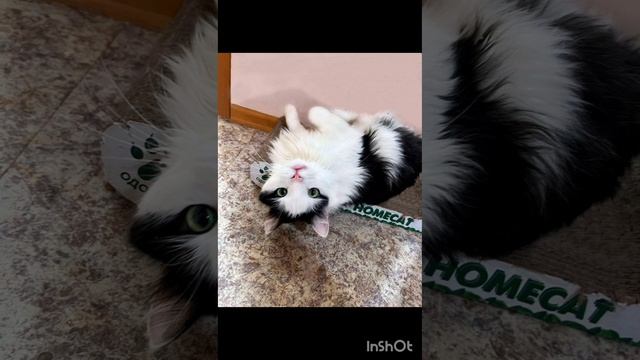 *ДОМА* Обаятельный и привлекательный котик Митя ищет самую любящую семью.