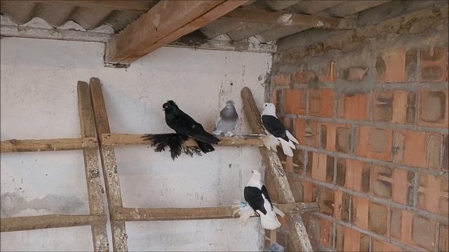 Голуби Будённовска.06.01.2024 года. в гостях у Александра. смотреть онлайн