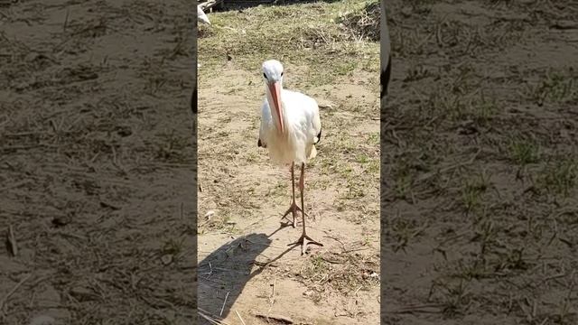 Ручной аист Гаврюша
