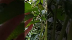 Острый перец,сложный Тринидад Скорпион Моруга, выращивание в октябре. Hot peppers at home garden