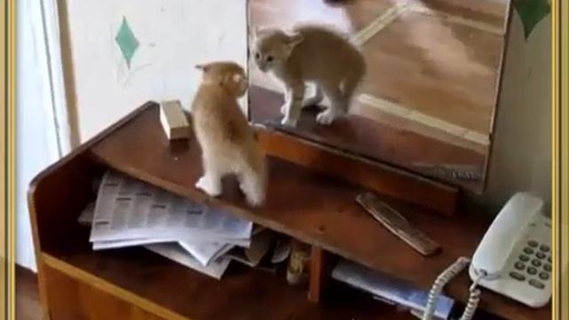 Котёнок и отражение ПРИКОЛЫ С КОТАМИ смотреть онлайн