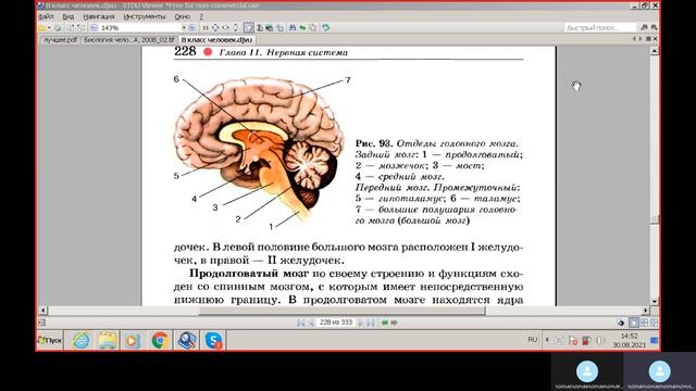 Международная аттестация Монтессори 1. Нервная система, обзор: центральная и переферическая