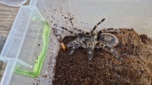 Кормления паука стоимостью с килограмм бананов!!!